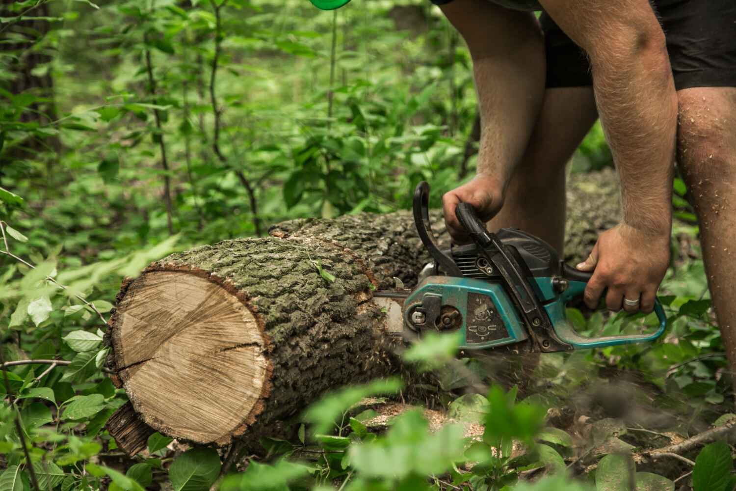 Professional Tree Service in El Dorado Springs, MO